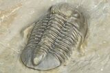 Two Unidentified Proetid Trilobites - Jorf, Morocco #362870-7